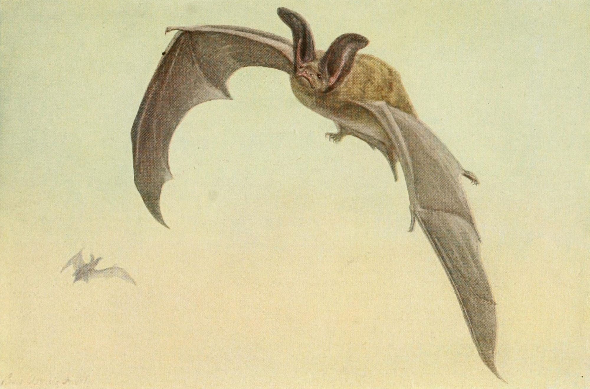 Wild Animals of N America 1918 Big-eared Desert Bat Canvas Art - LA Fuertes (24 x 36)