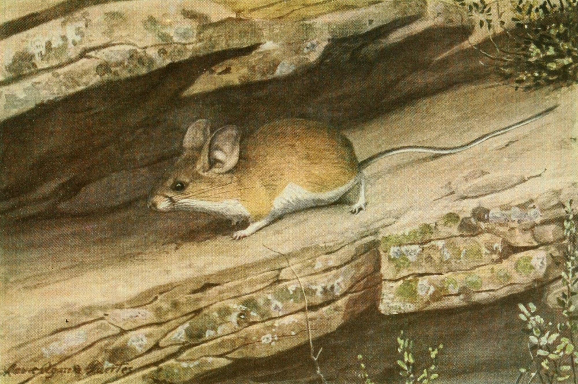 Wild Animals of N America 1918 Big-eared Rock Mouse Canvas Art - LA Fuertes (24 x 36)