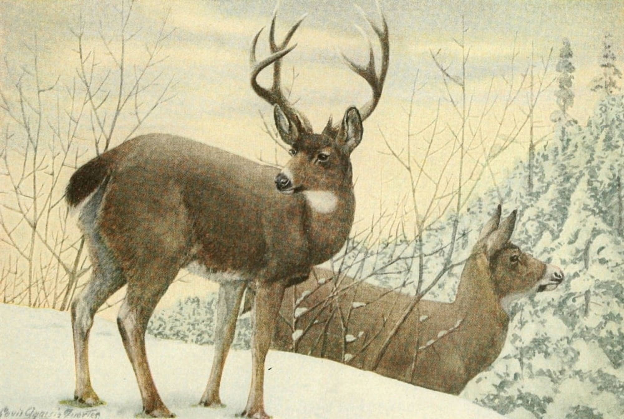 Wild Animals of N America 1918 Black-Tailed Deer Canvas Art - LA Fuertes (18 x 24)
