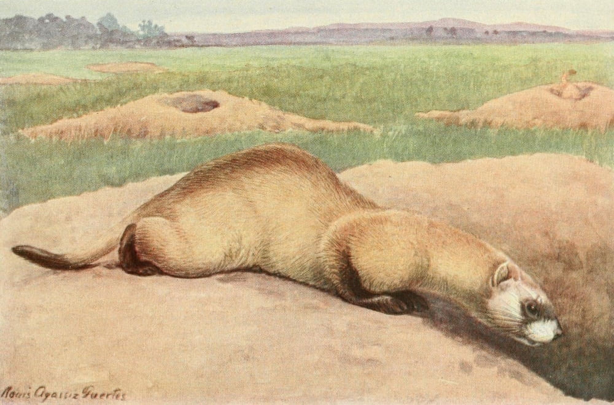 Wild Animals of N America 1918 Black-footed Ferret Canvas Art - LA Fuertes (18 x 24)