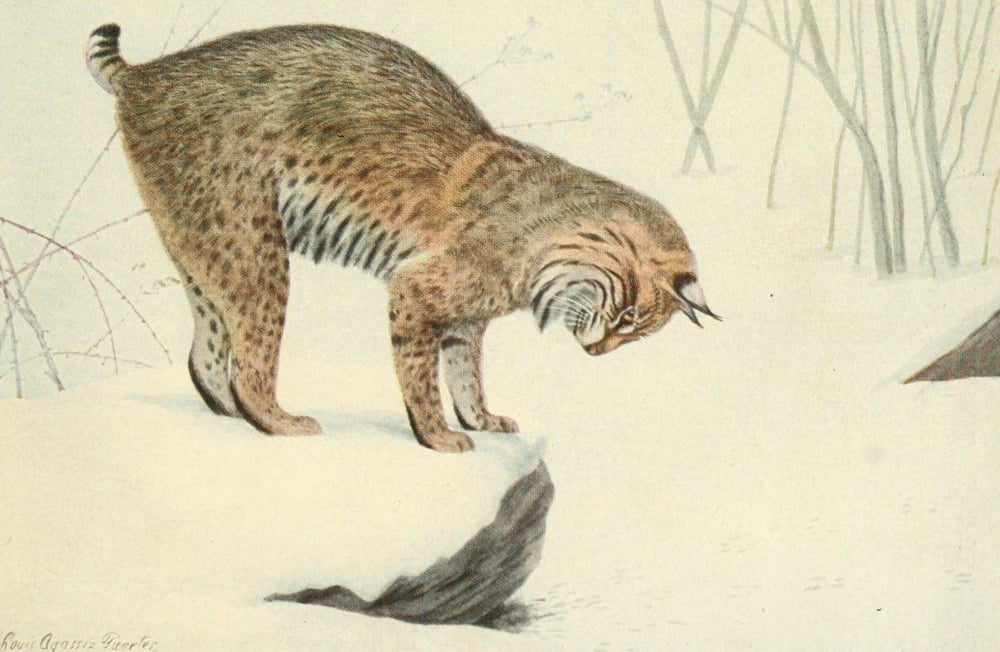 Wild Animals of N America 1918 Bobcat Canvas Art - LA Fuertes (18 x 24)