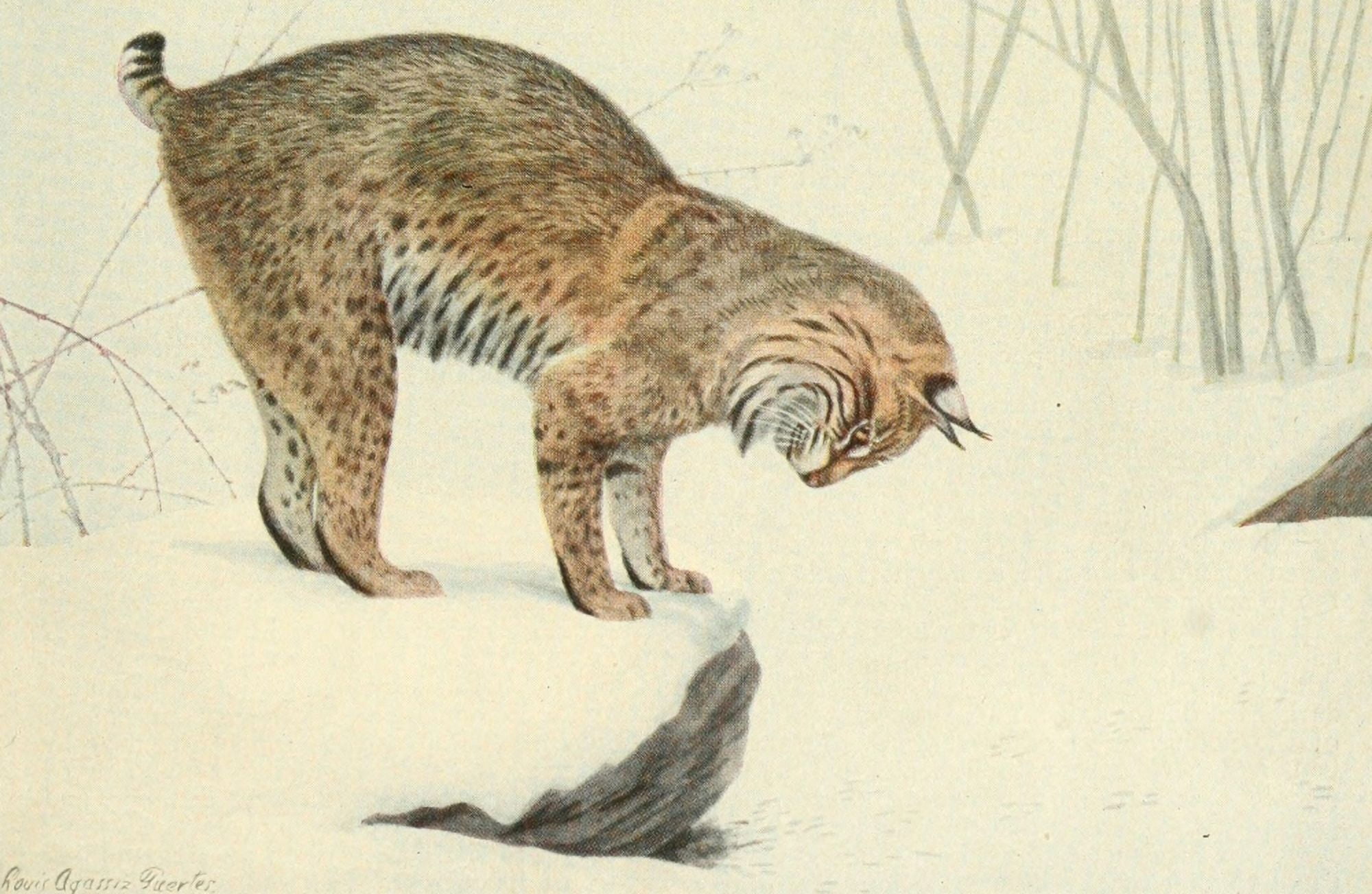 Wild Animals of N America 1918 Bobcat Canvas Art - LA Fuertes (24 x 36)