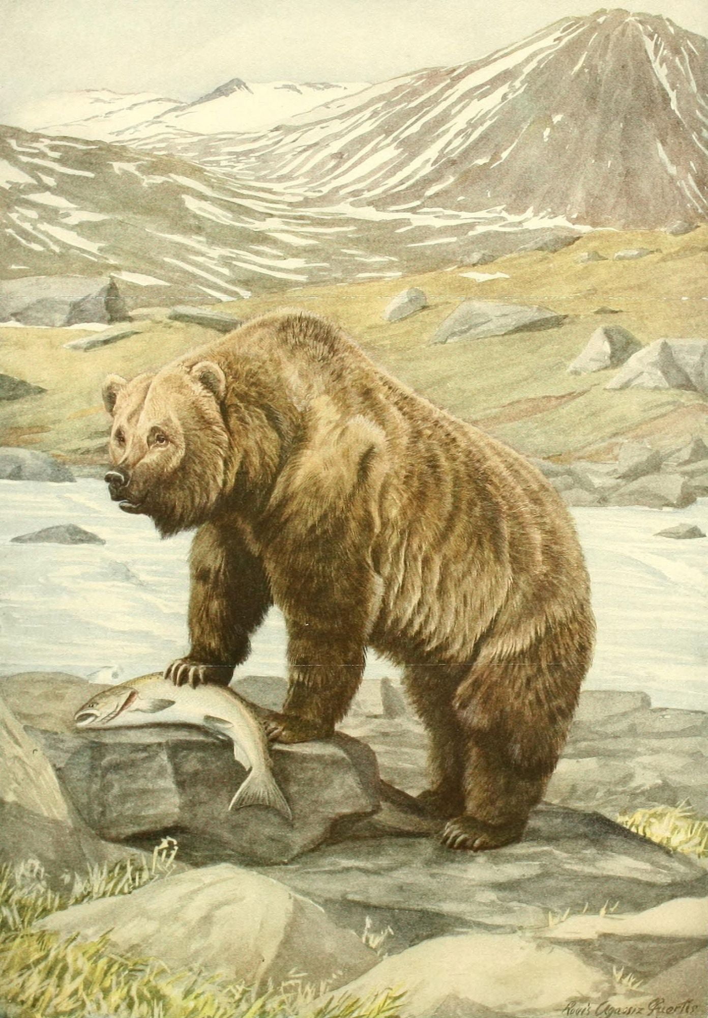 Wild Animals of N America 1918 Brown Bear Canvas Art - LA Fuertes (18 x 24)