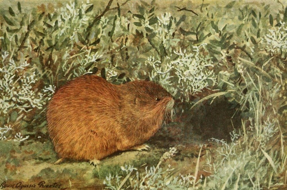 Wild Animals of N America 1918 Brown Lemming Canvas Art - LA Fuertes (18 x 24)