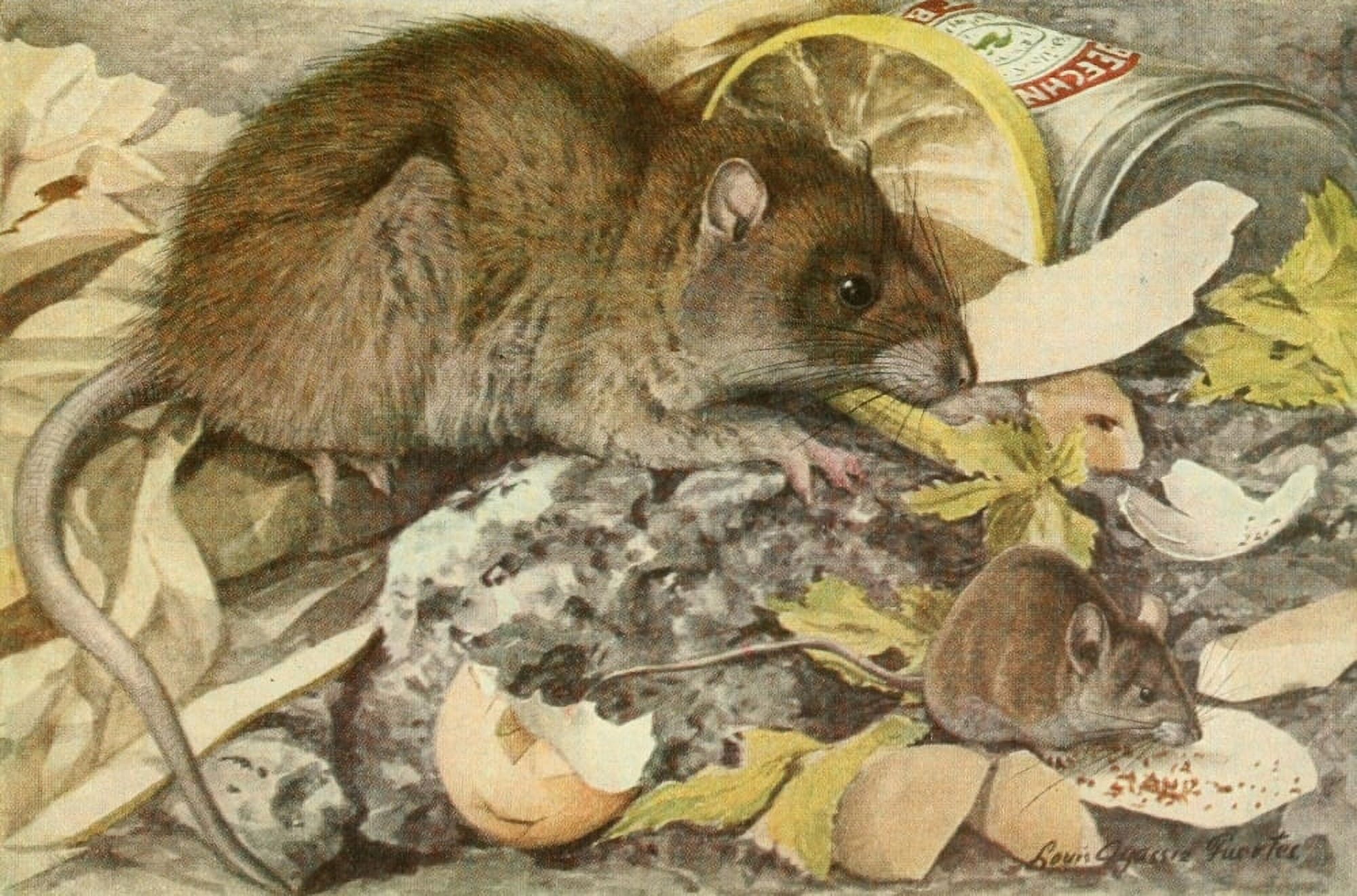 Wild Animals of N America 1918 Brown Rat & House Mouse Canvas Art - LA Fuertes (24 x 36)