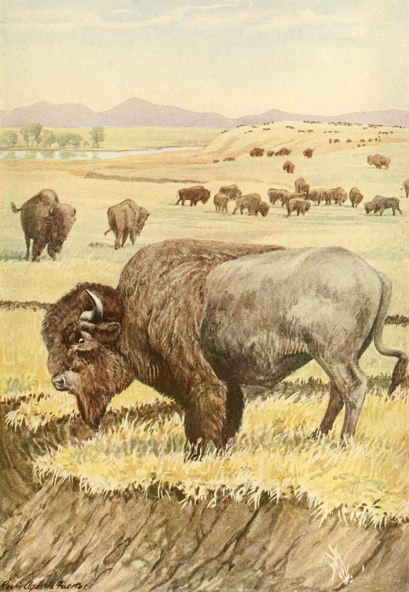 Wild Animals of N America 1918 Buffalo Canvas Art - LA Fuertes (24 x 36)