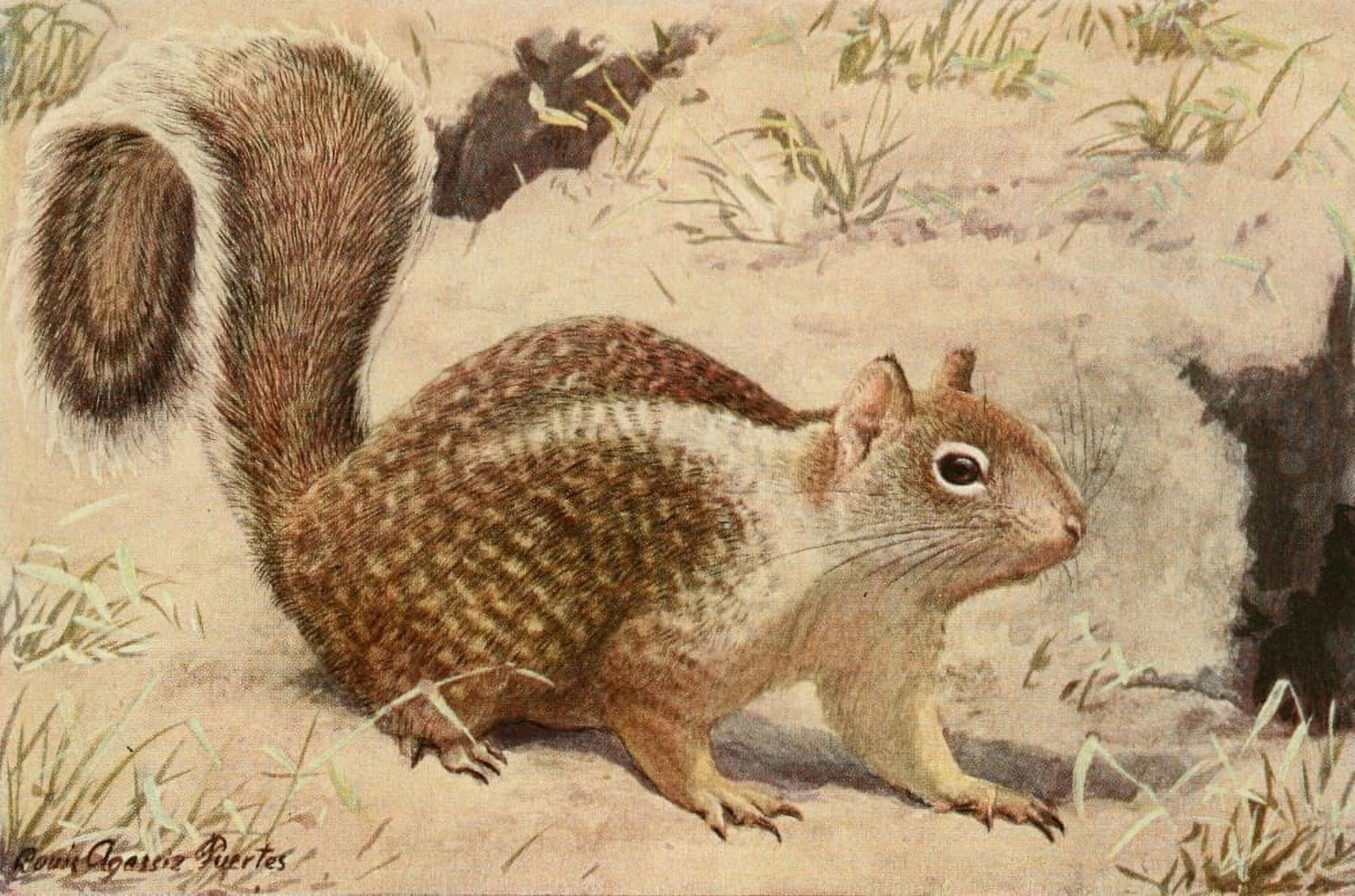 Wild Animals of N America 1918 California Ground Squirrel Canvas Art - LA Fuertes (18 x 24)