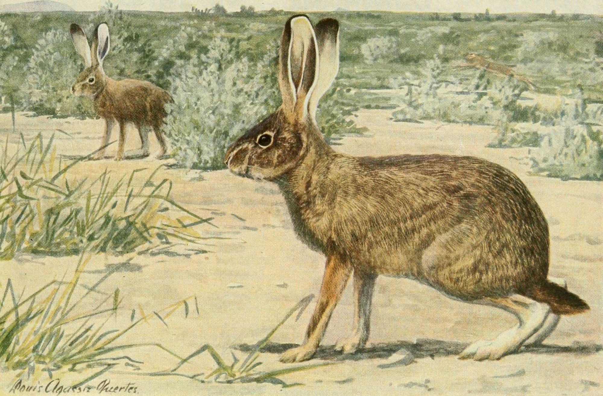 Wild Animals of N America 1918 California Jack Rabbit Canvas Art - LA Fuertes (18 x 24)