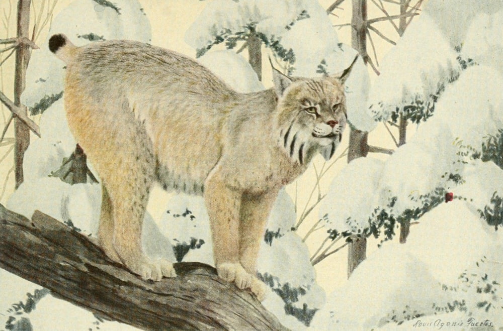 Wild Animals of N America 1918 Canada Lynx Canvas Art - LA Fuertes (24 x 36)