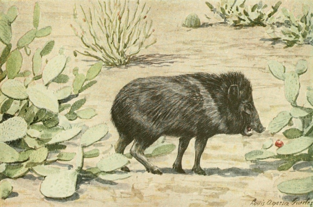 Wild Animals of N America 1918 Collared Peccary or Muskhog Canvas Art - LA Fuertes (24 x 36)