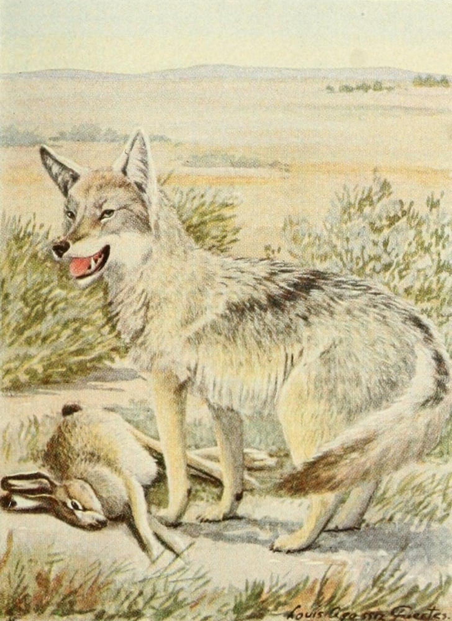 Wild Animals of N America 1918 Coyote Canvas Art - LA Fuertes (24 x 36)