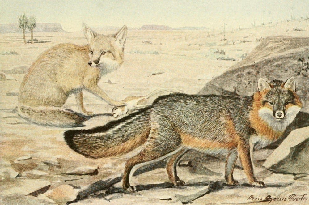Wild Animals of N America 1918 Desert & Grey Fox Canvas Art - LA Fuertes (18 x 24)