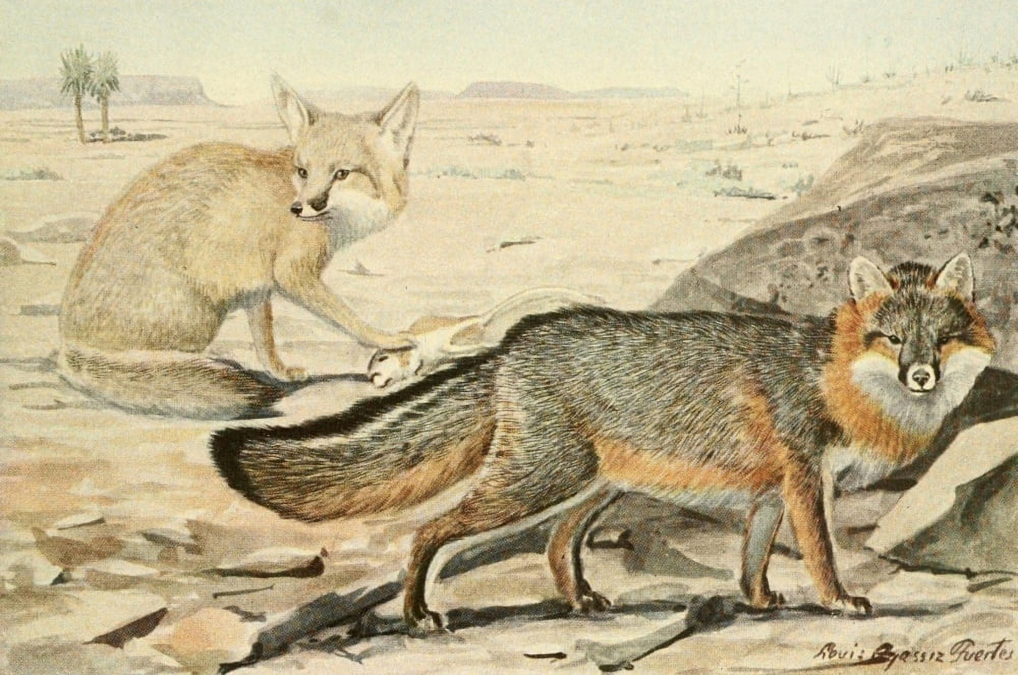 Wild Animals of N America 1918 Desert & Grey Fox Canvas Art - LA Fuertes (24 x 36)