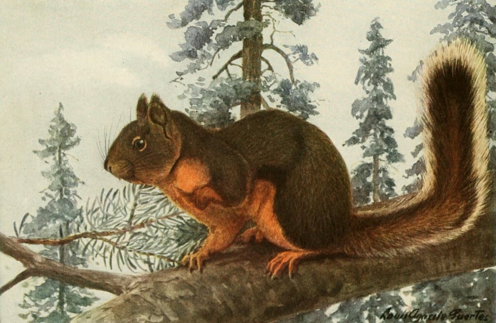 Wild Animals of N America 1918 Douglas Squirrel Canvas Art - LA Fuertes (18 x 24)