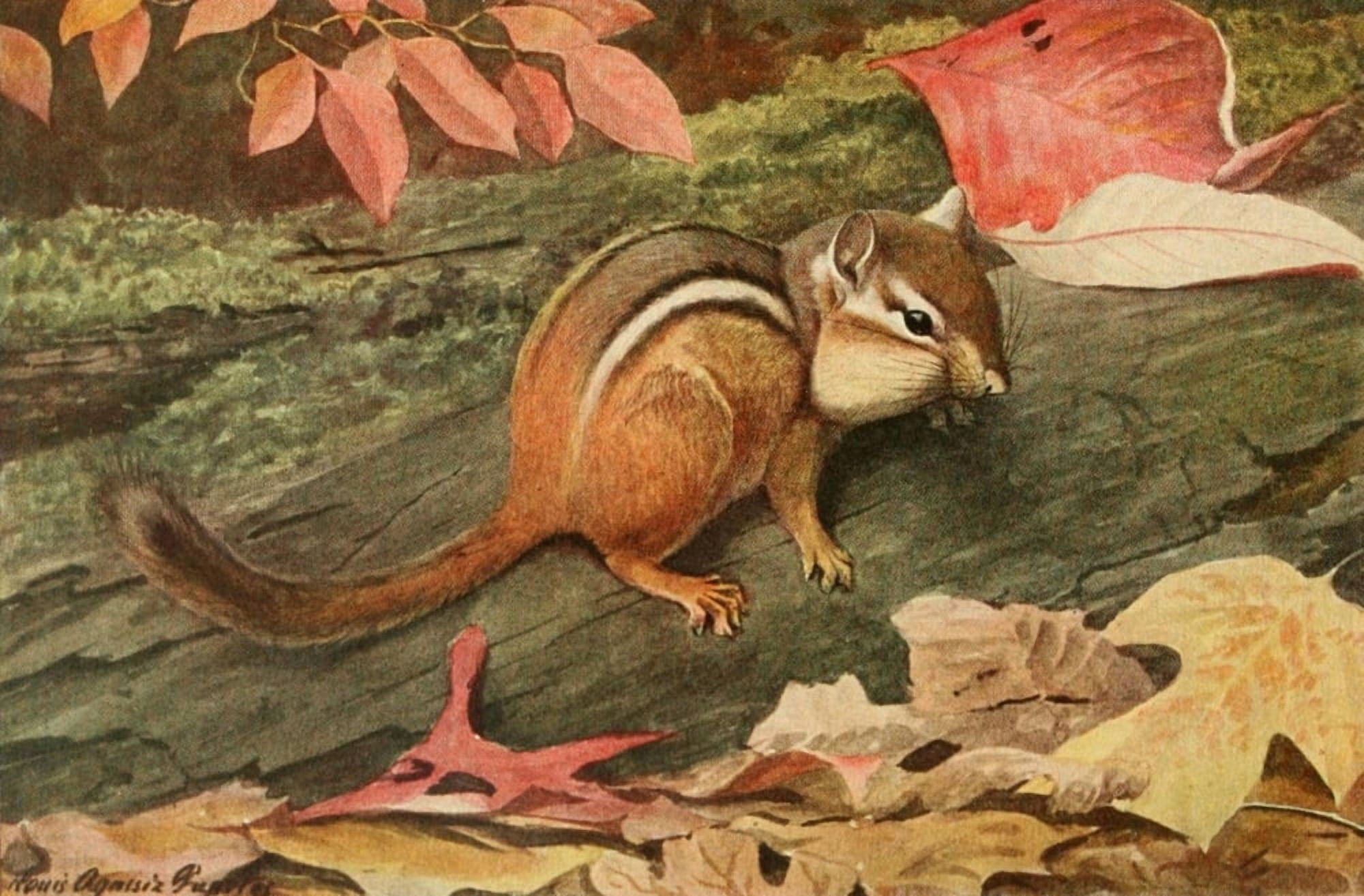 Wild Animals of N America 1918 Eastern Chipmunk Canvas Art - LA Fuertes (24 x 36)