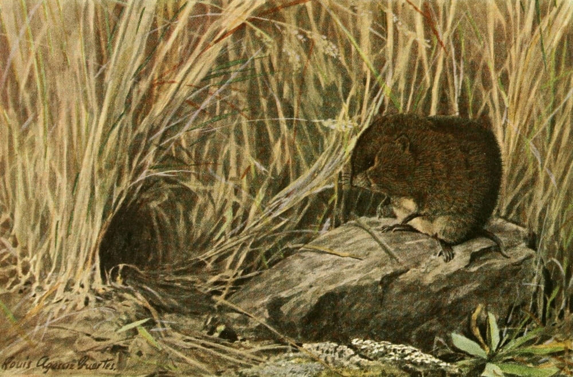 Wild Animals of N America 1918 Field or Meadow Mouse Canvas Art - LA Fuertes (24 x 36)