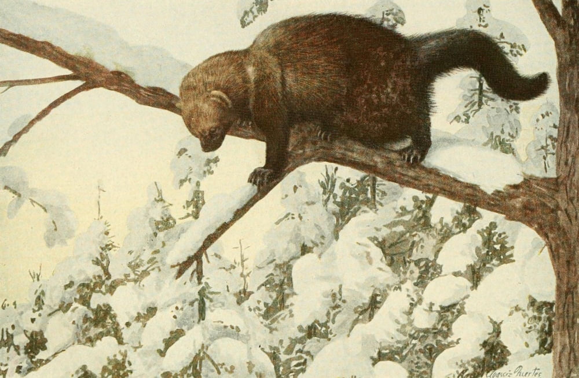 Wild Animals of N America 1918 Fisher or Pekan Canvas Art - LA Fuertes (24 x 36)