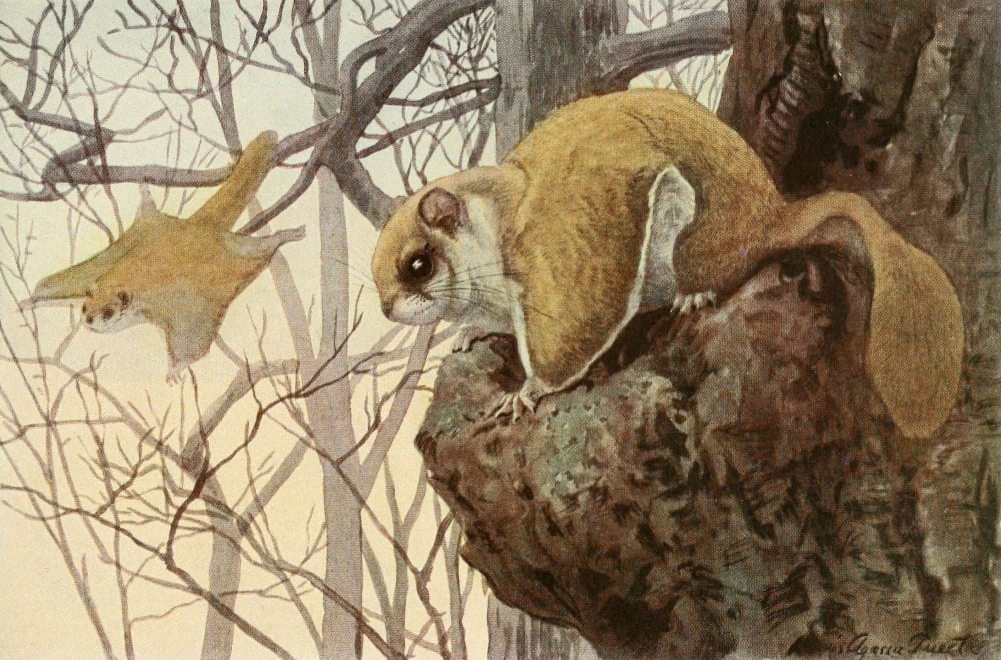 Wild Animals of N America 1918 Flying Squirrel Canvas Art - LA Fuertes (24 x 36)
