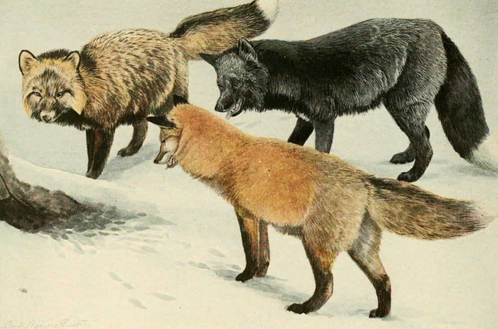 Wild Animals of N America 1918 Foxes Canvas Art - LA Fuertes (18 x 24)