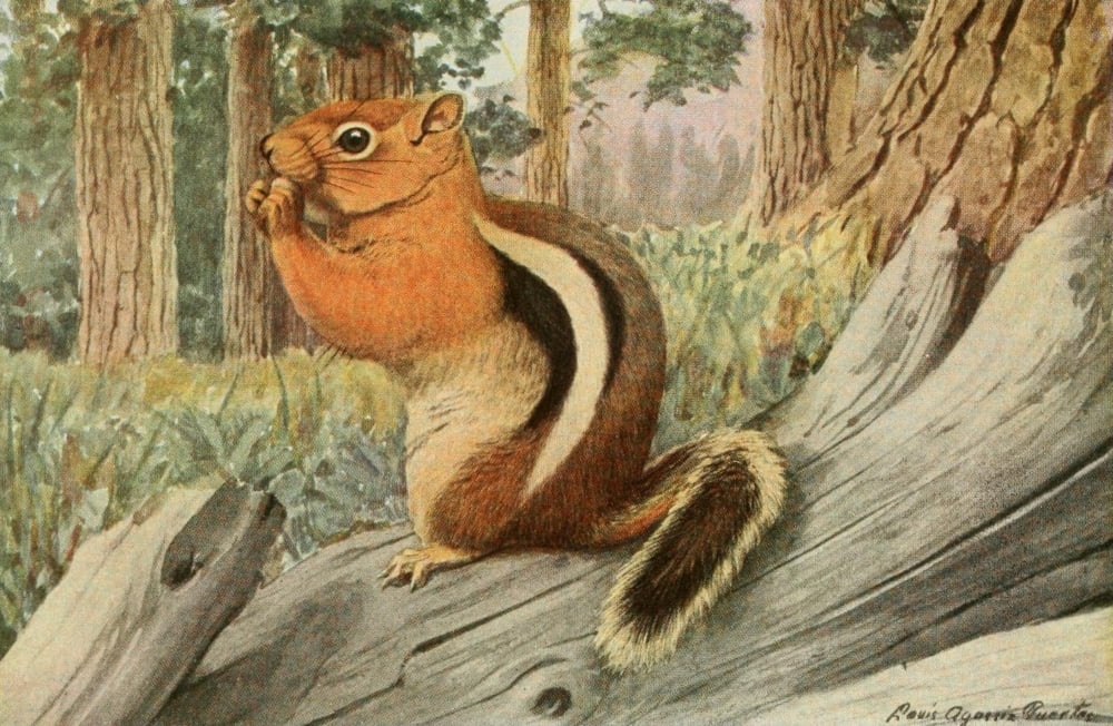 Wild Animals of N America 1918 Golden Chipmunk Canvas Art - LA Fuertes (18 x 24)