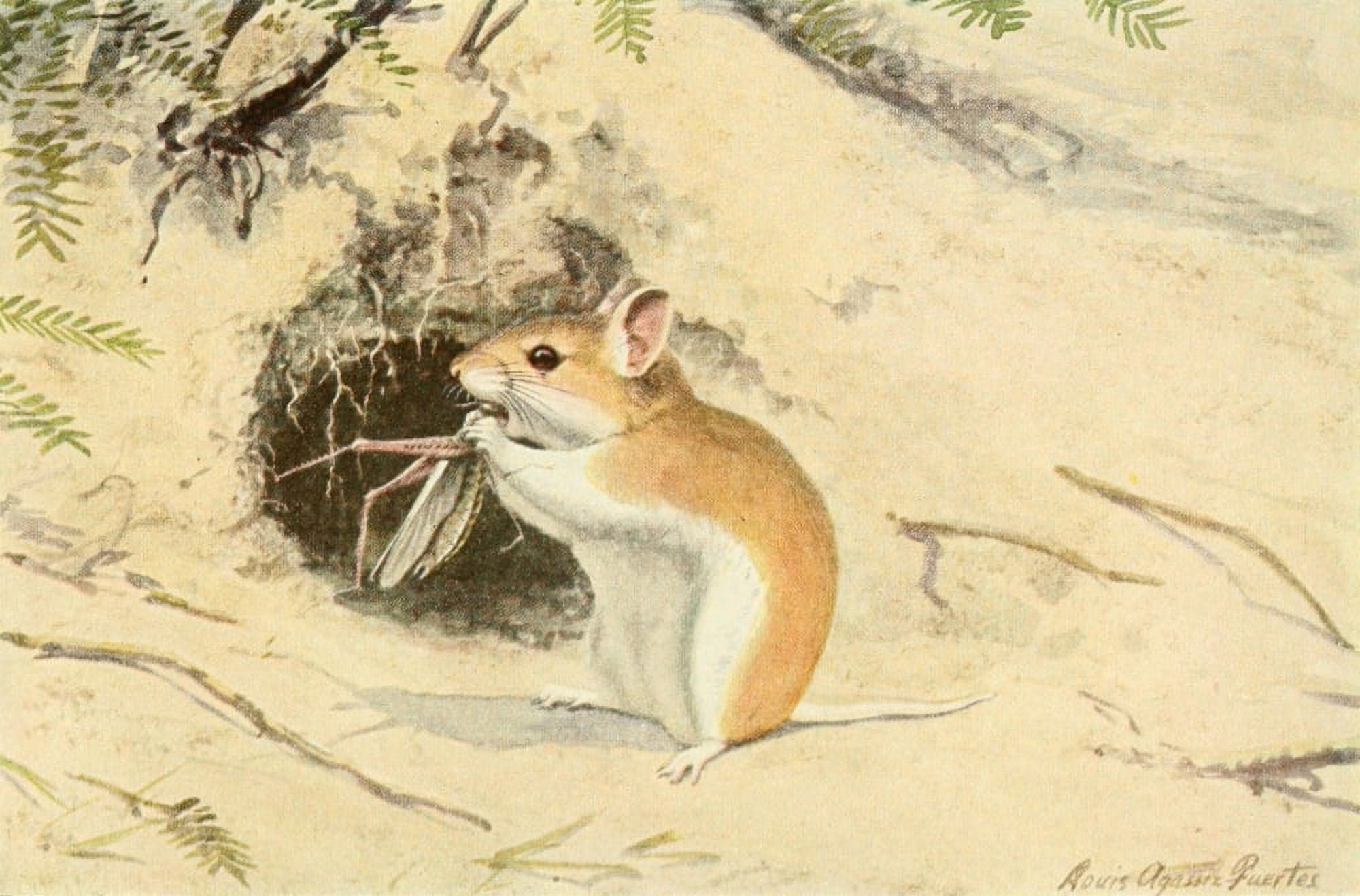 Wild Animals of N America 1918 Grasshopper Mouse Canvas Art - LA Fuertes (24 x 36)