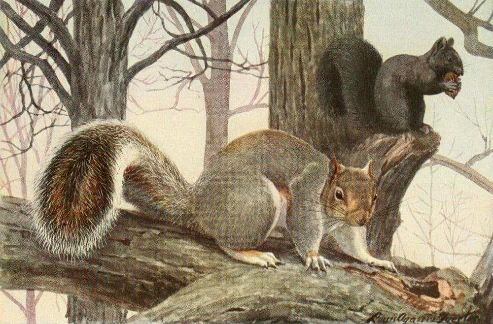 Wild Animals of N America 1918 Gray Squirrel Canvas Art - LA Fuertes (18 x 24)