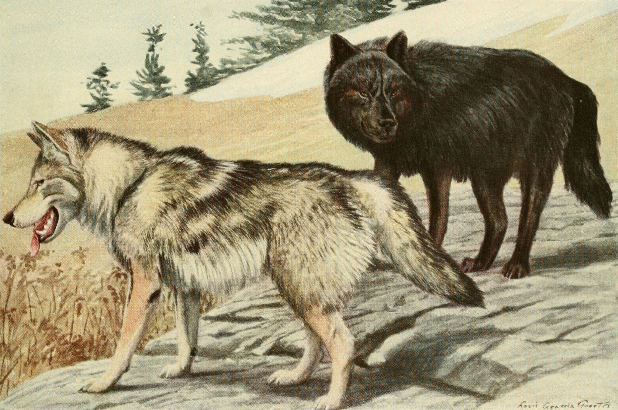 Wild Animals of N America 1918 Grey & Black Wolves Canvas Art - LA Fuertes (24 x 36)