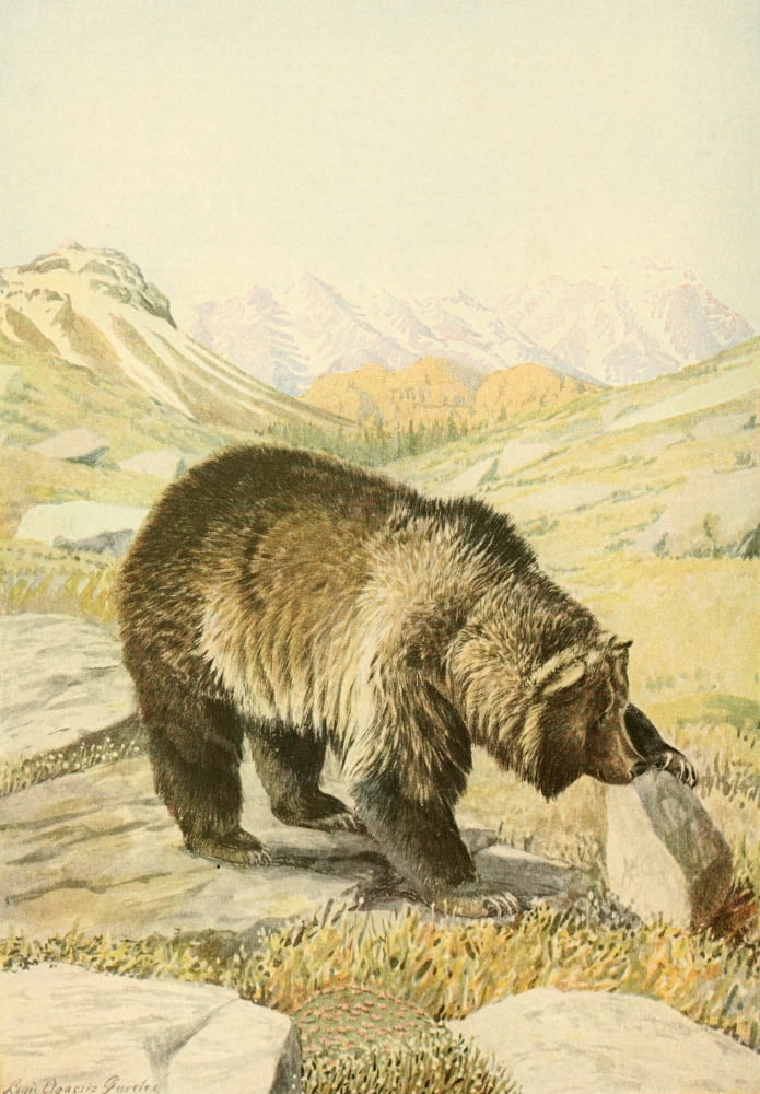 Wild Animals of N America 1918 Grizzly Bear Canvas Art - LA Fuertes (18 x 24)