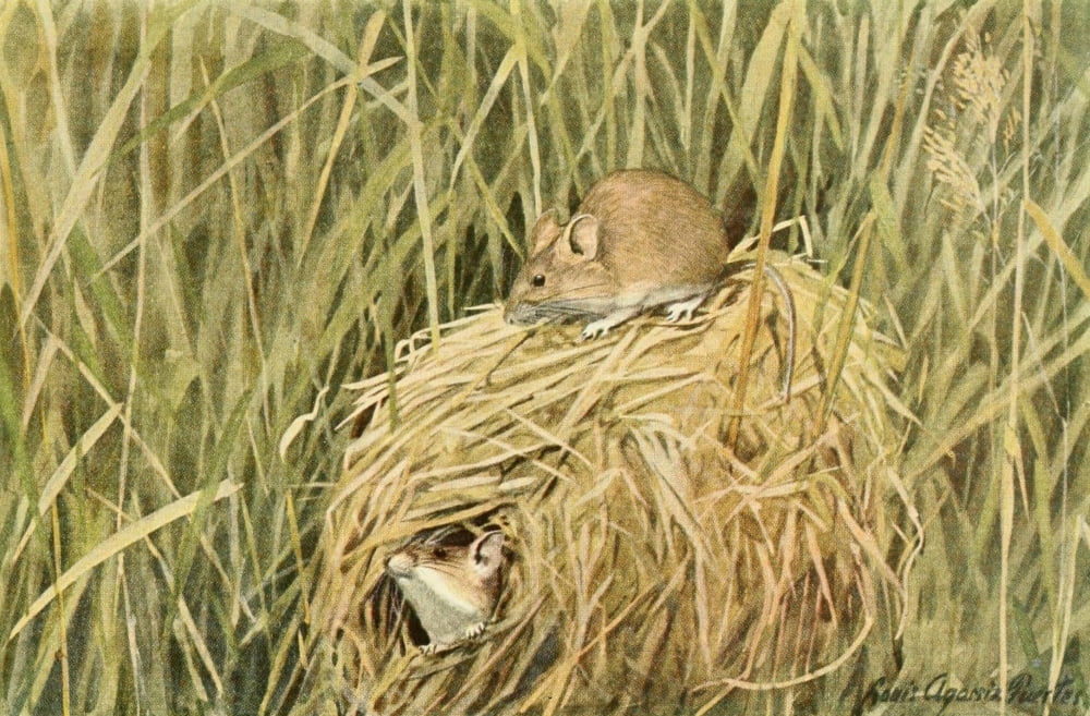 Wild Animals of N America 1918 Harvest Mouse Canvas Art - LA Fuertes (18 x 24)
