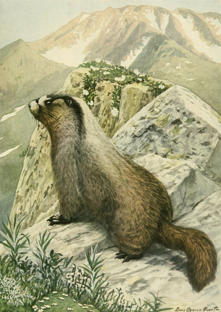 Wild Animals of N America 1918 Hoary Marmot or Whistler Canvas Art - LA Fuertes (18 x 24)
