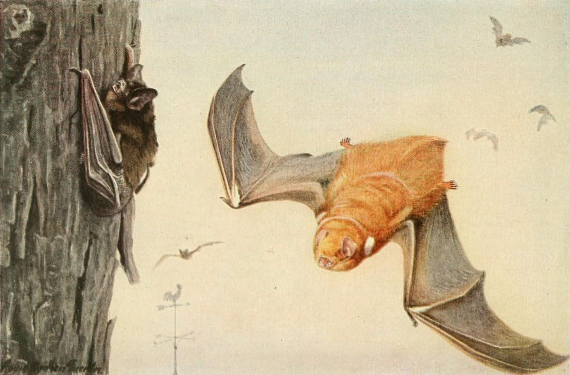 Wild Animals of N America 1918 Hoary & Red Bat Canvas Art - LA Fuertes (24 x 36)