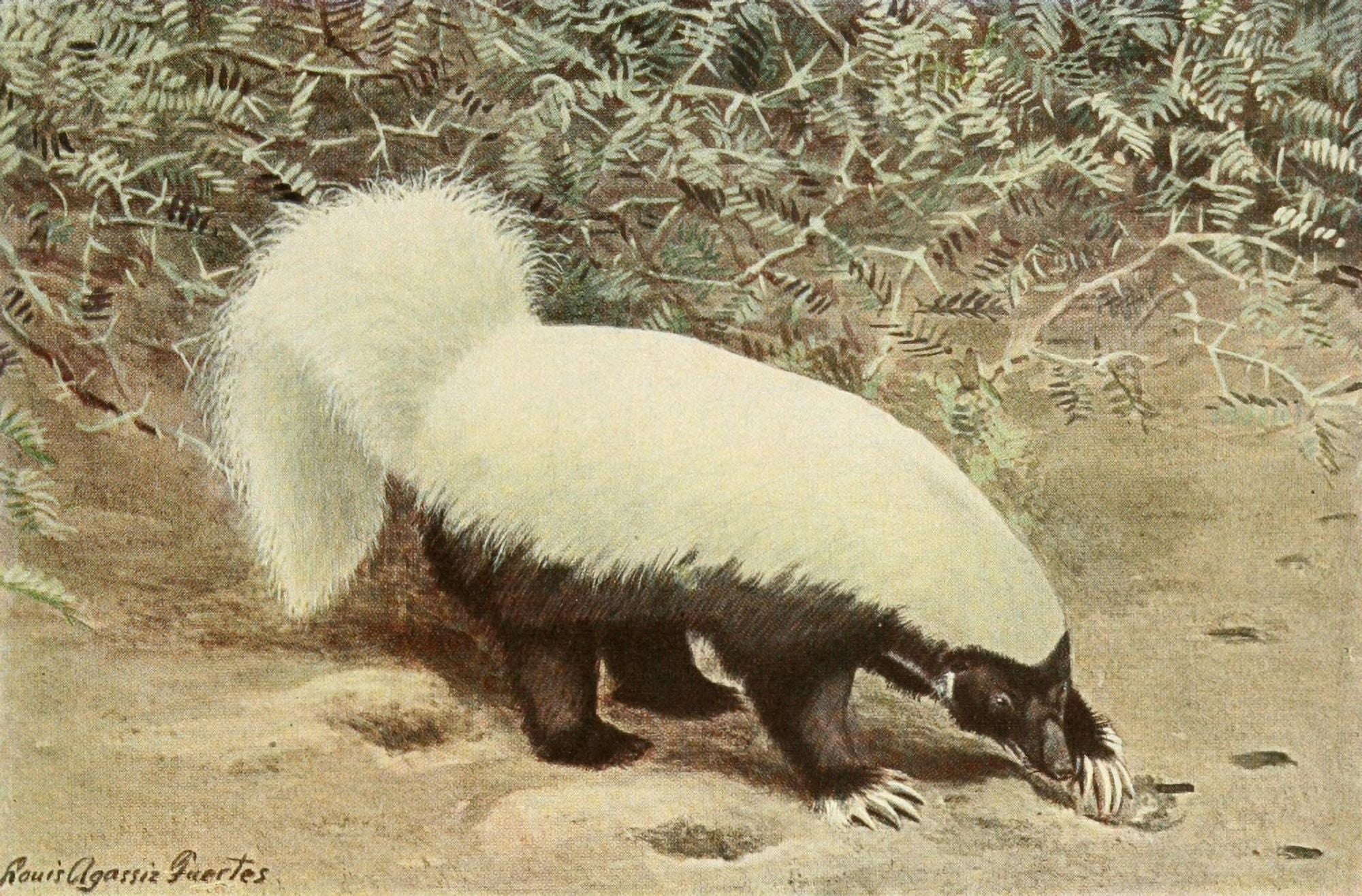Wild Animals of N America 1918 Hog-nosed Skunk Canvas Art - LA Fuertes (18 x 24)