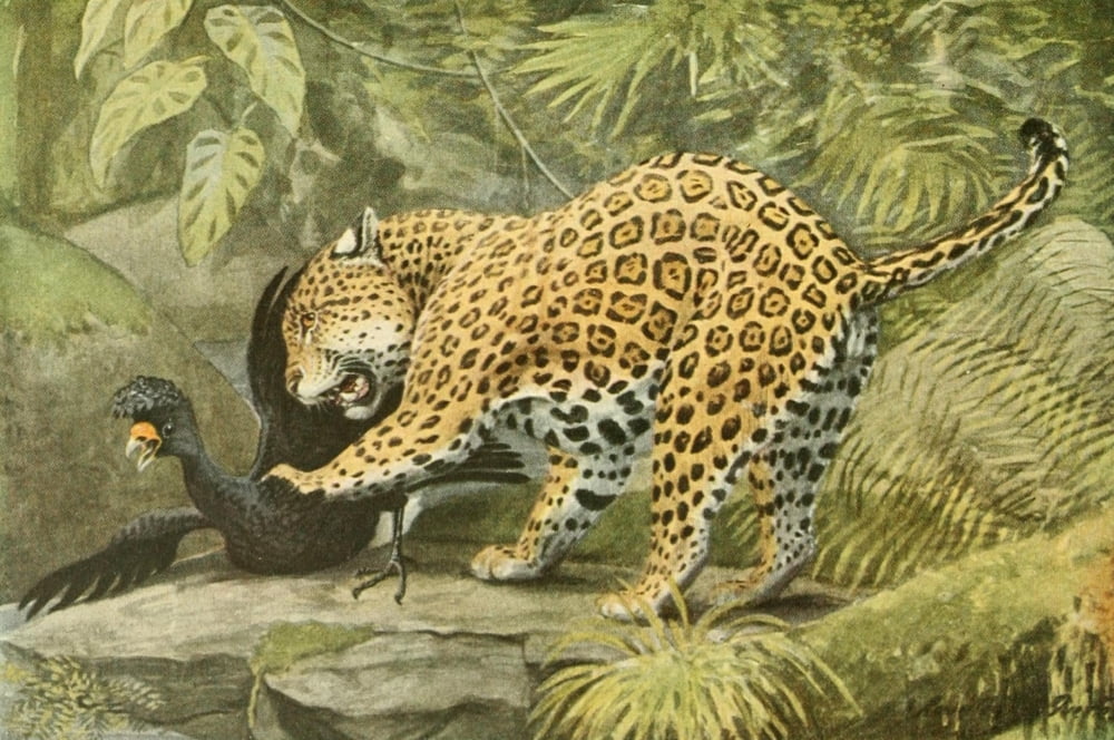 Wild Animals of N America 1918 Jaguar Canvas Art - LA Fuertes (18 x 24)