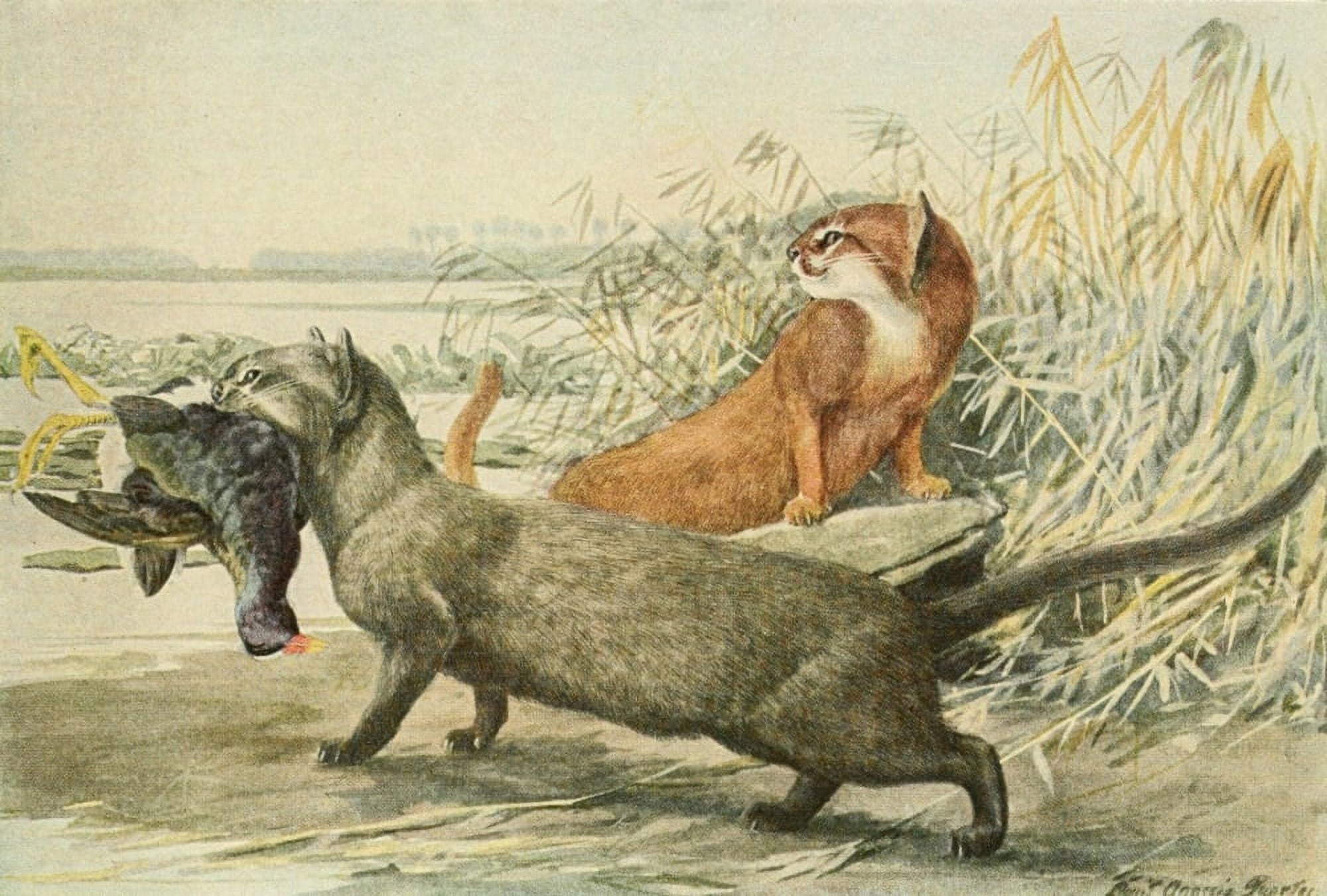 Wild Animals of N America 1918 Jaguarundi Cat Canvas Art - LA Fuertes (24 x 36)