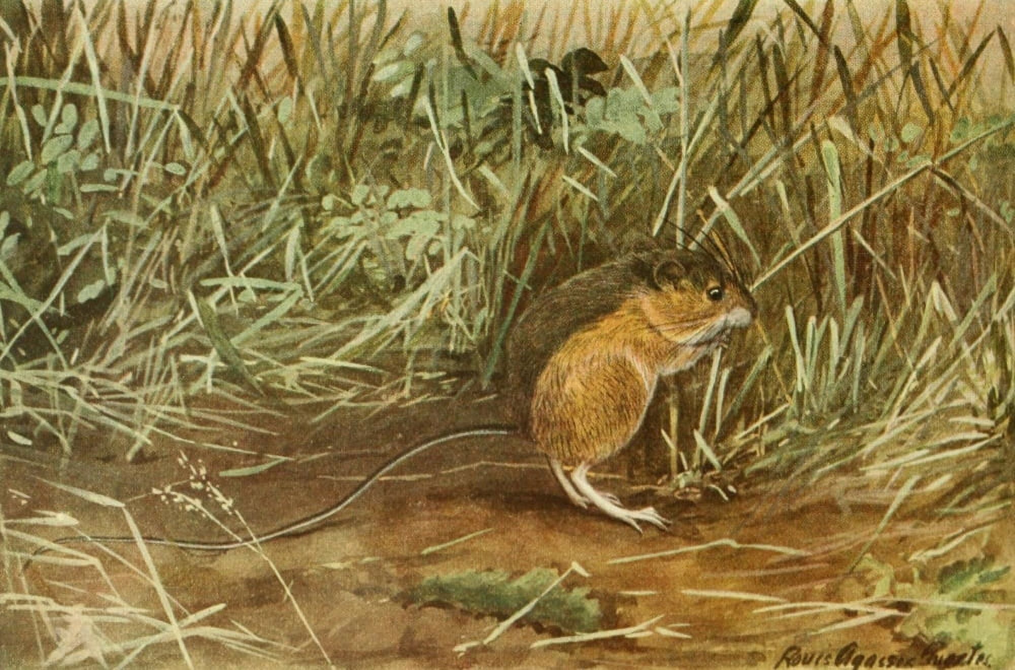 Wild Animals of N America 1918 Jumping Mouse Canvas Art - LA Fuertes (18 x 24)