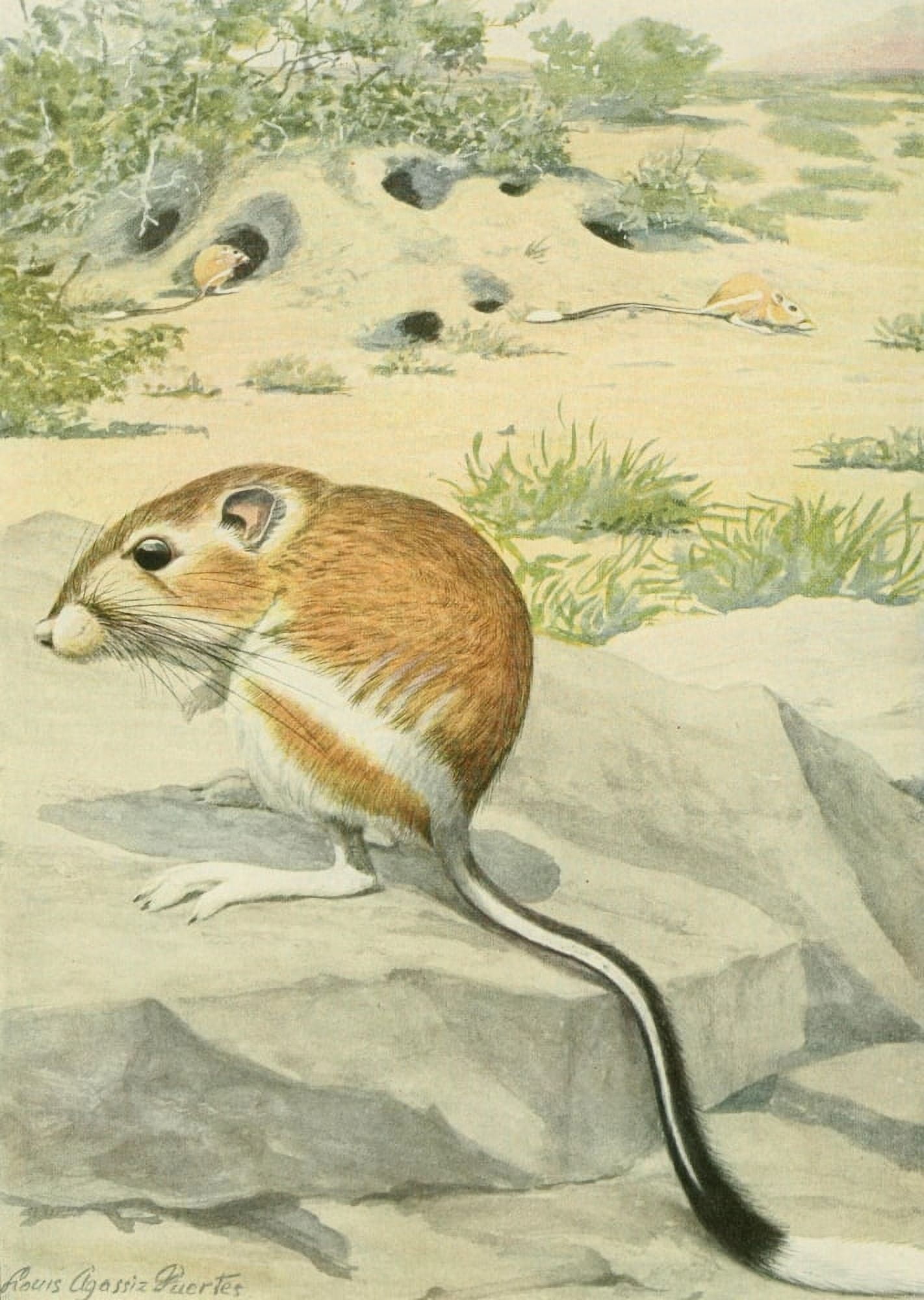 Wild Animals of N America 1918 Kangaroo Rat Canvas Art - LA Fuertes (24 x 36)