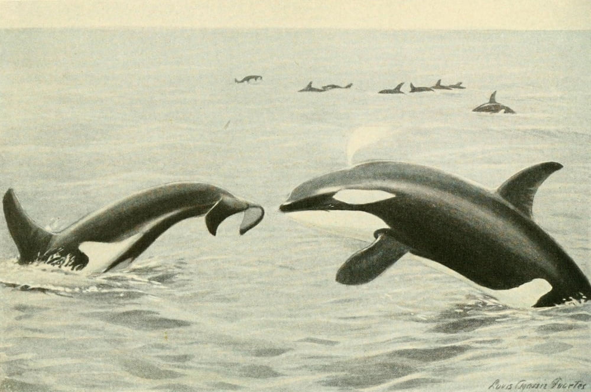 Wild Animals of N America 1918 Killer Whale Canvas Art - LA Fuertes (18 x 24)