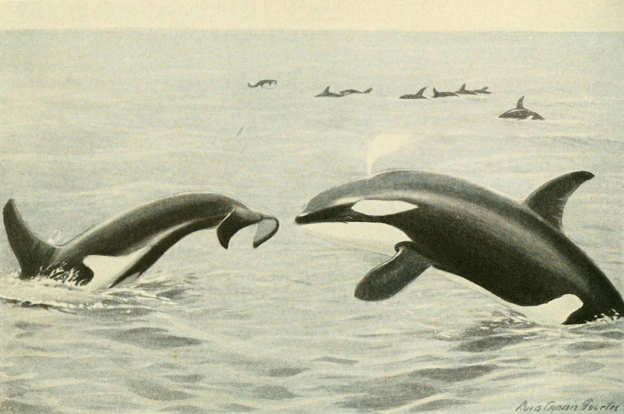 Wild Animals of N America 1918 Killer Whale Canvas Art - LA Fuertes (24 x 36)