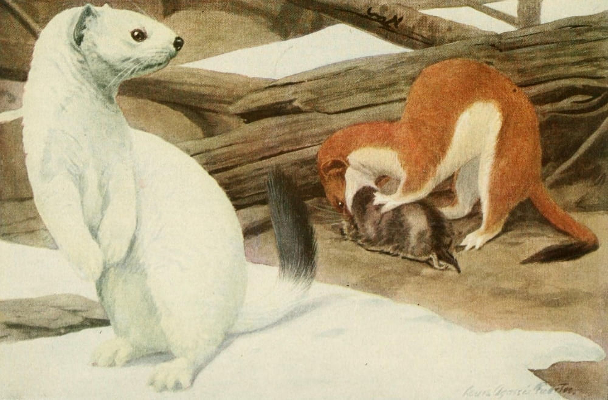 Wild Animals of N America 1918 Large Weasel or Stoat Canvas Art - LA Fuertes (18 x 24)