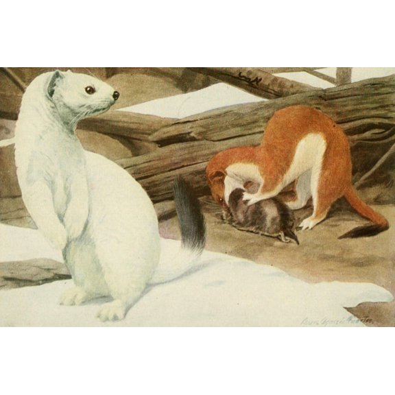 Wild Animals of N America 1918 Large Weasel or Stoat Canvas Art - LA Fuertes (18 x 24)