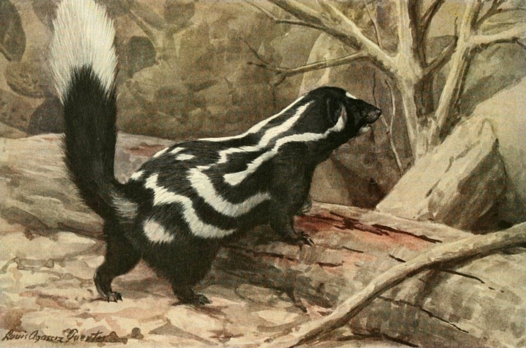 Wild Animals of N America 1918 Little-spotted Skunk Canvas Art - LA Fuertes (18 x 24)