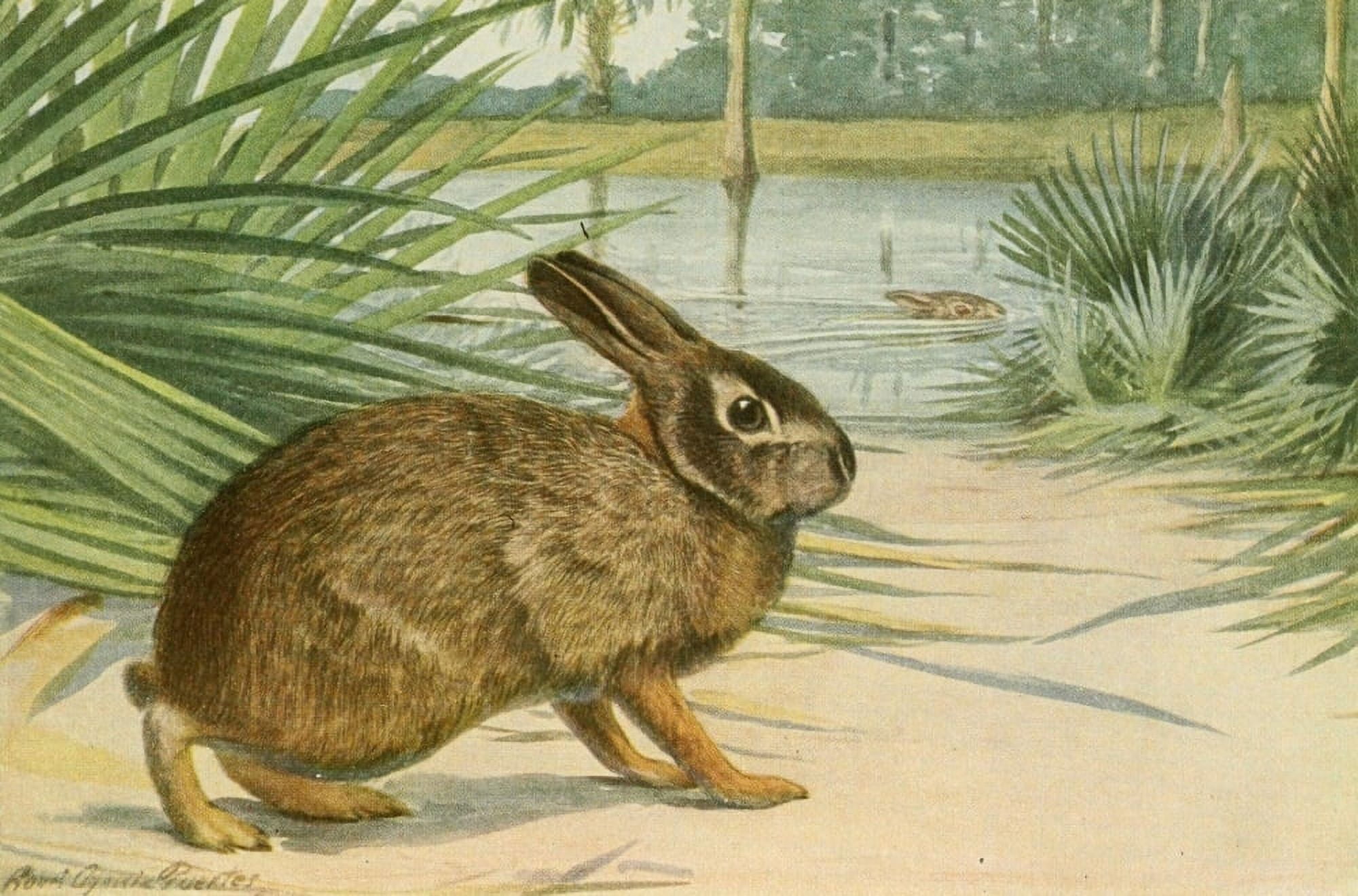 Wild Animals of N America 1918 Marsh Rabbit Canvas Art - LA Fuertes (18 x 24)