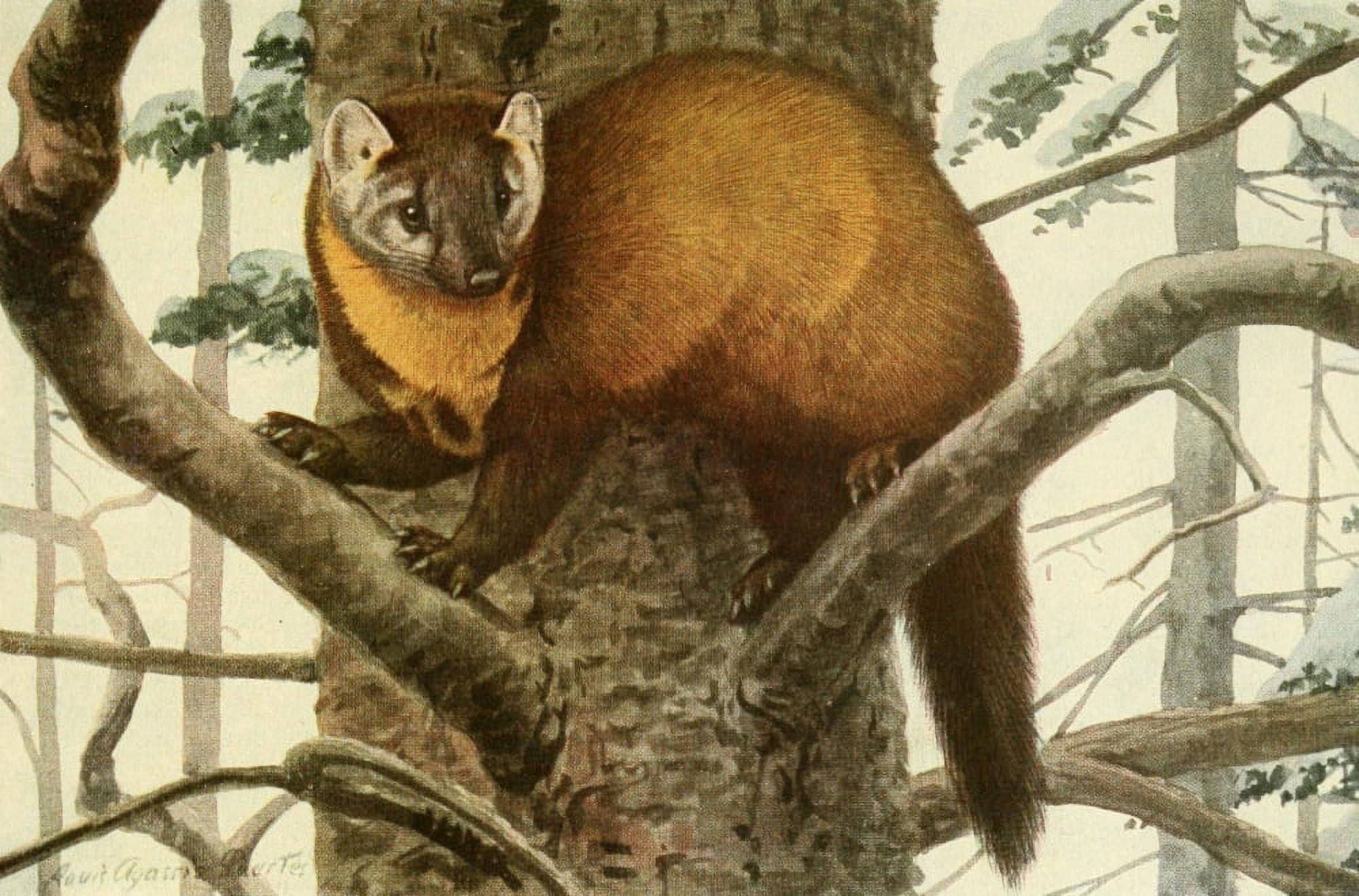 Wild Animals of N America 1918 Marten or American Sable Canvas Art - LA Fuertes (18 x 24)