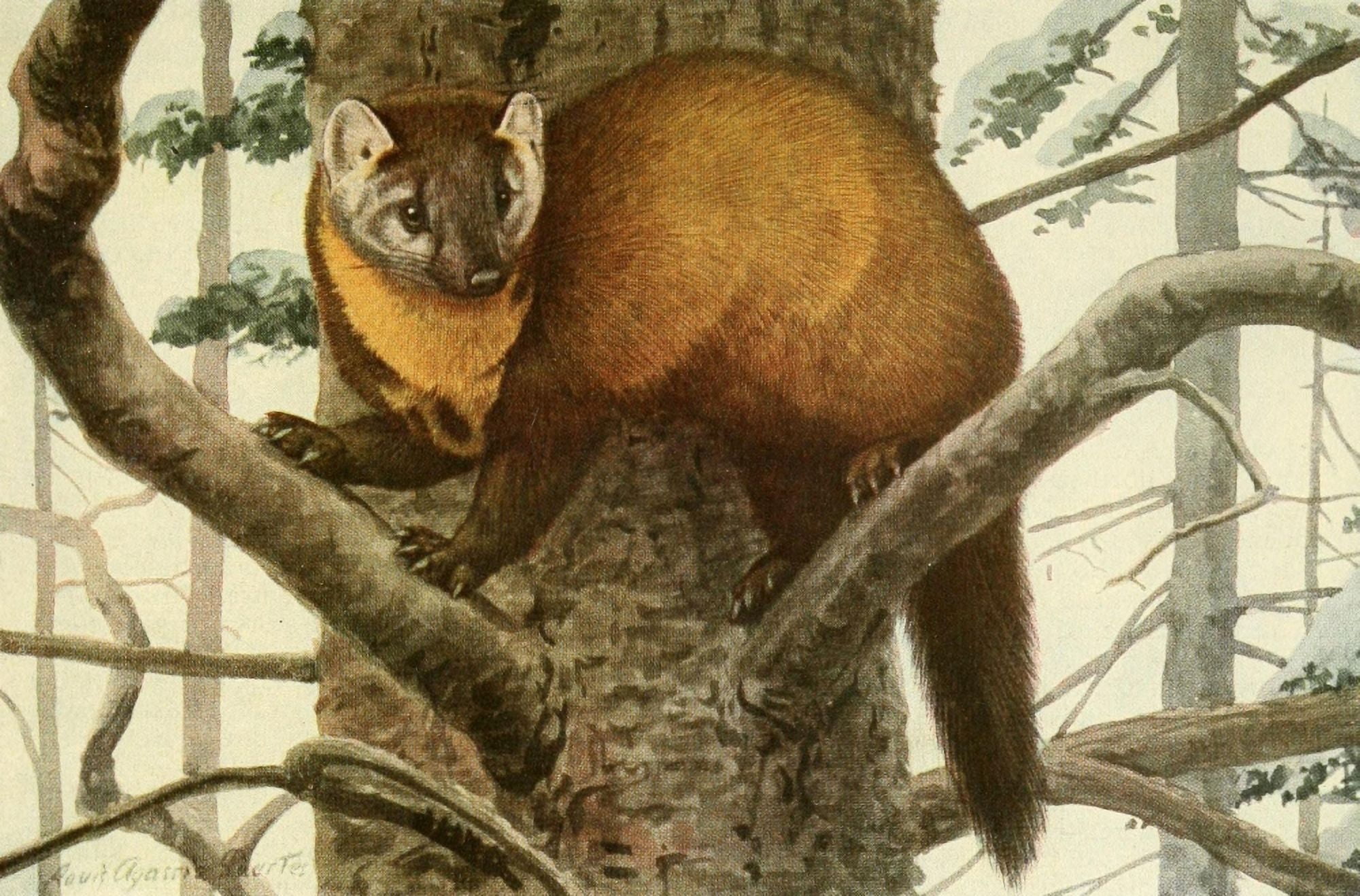 Wild Animals of N America 1918 Marten or American Sable Canvas Art - LA Fuertes (24 x 36)
