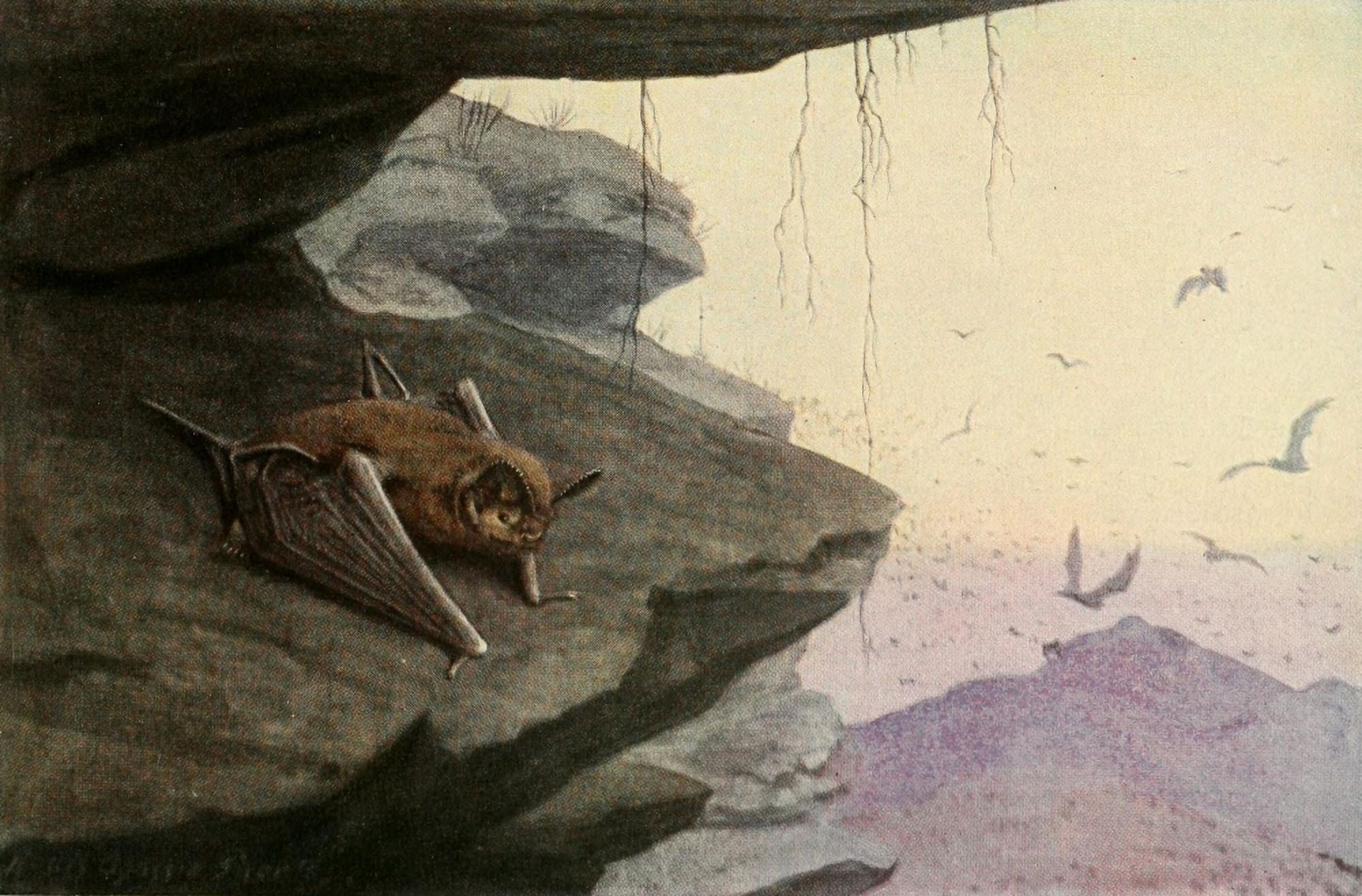 Wild Animals of N America 1918 Mexican Bat Canvas Art - LA Fuertes (18 x 24)