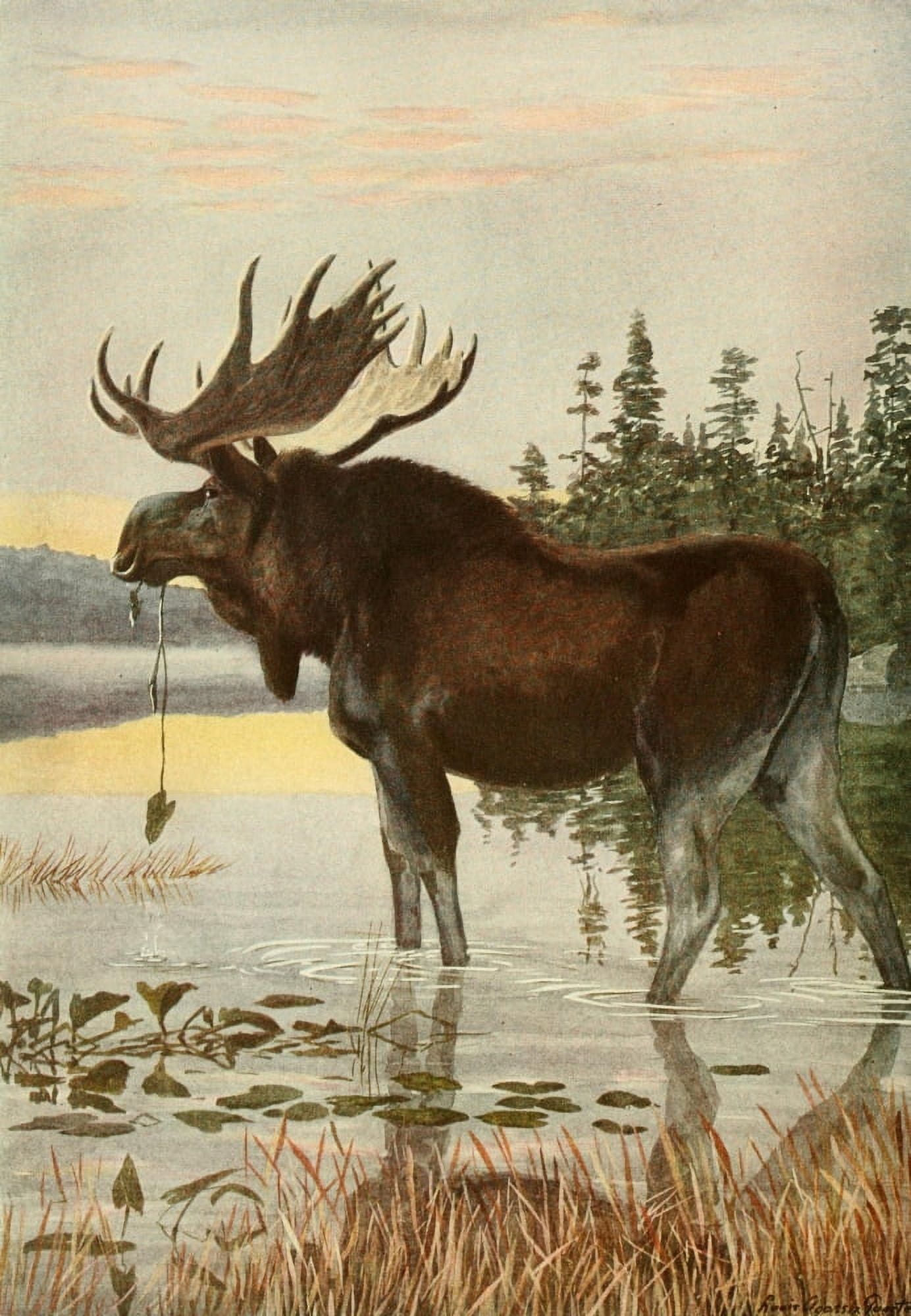 Wild Animals of N America 1918 Moose Canvas Art - LA Fuertes (24 x 36)