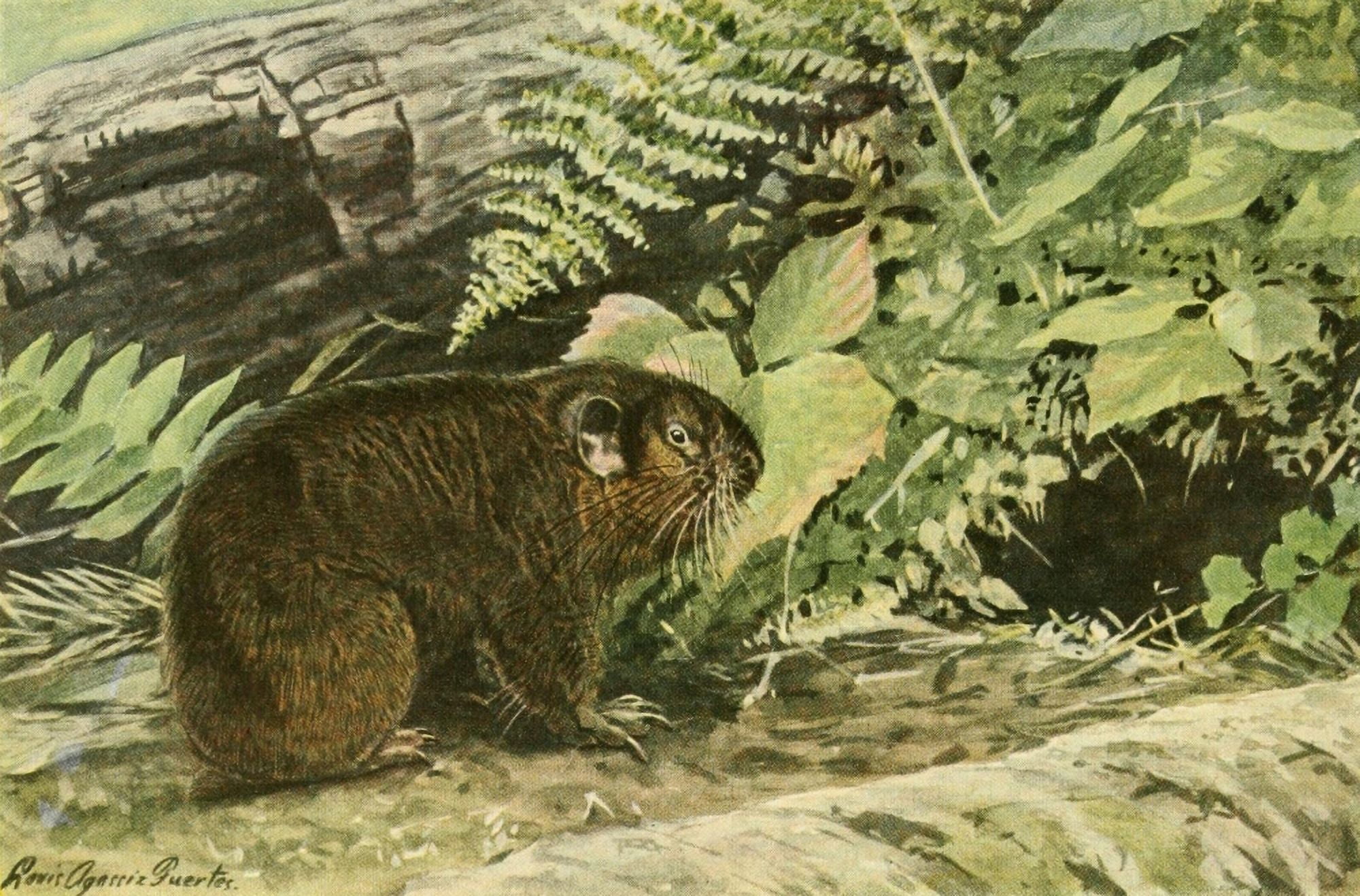 Wild Animals of N America 1918 Mountain Beaver Canvas Art - LA Fuertes (24 x 36)