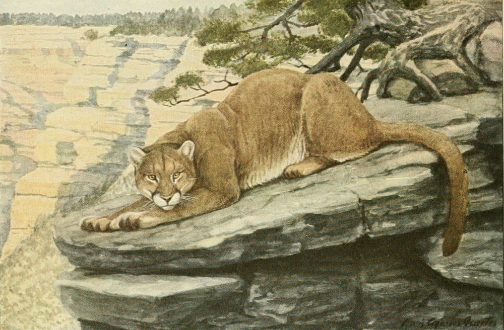 Wild Animals of N America 1918 Mountain Lion Canvas Art - LA Fuertes (24 x 36)