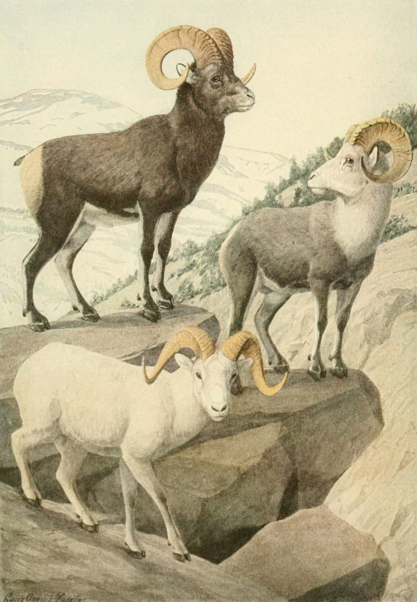 Wild Animals of N America 1918 Mountain Sheep Canvas Art - LA Fuertes (18 x 24)