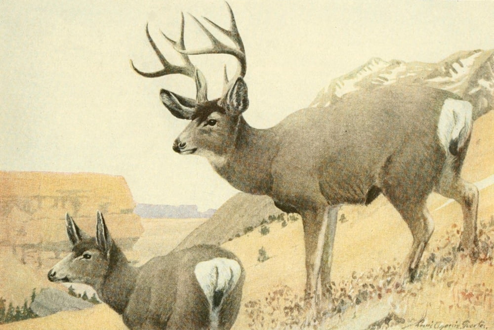 Wild Animals of N America 1918 Mule Deer Canvas Art - LA Fuertes (24 x 36)
